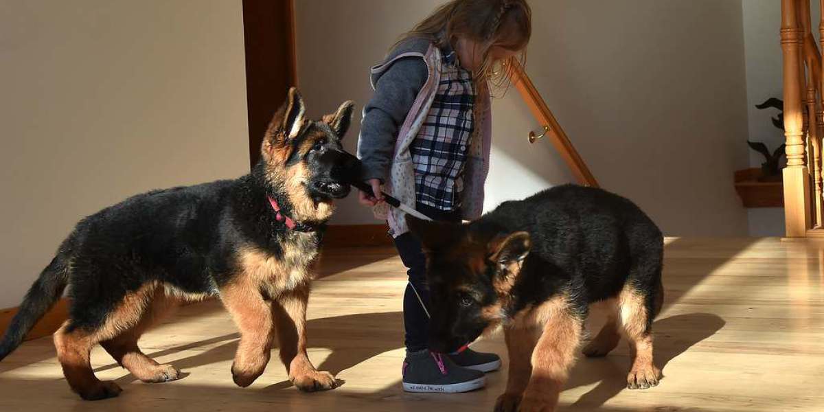 20 Up-Andcomers To Watch The Buy German Shepherd Puppies Industry