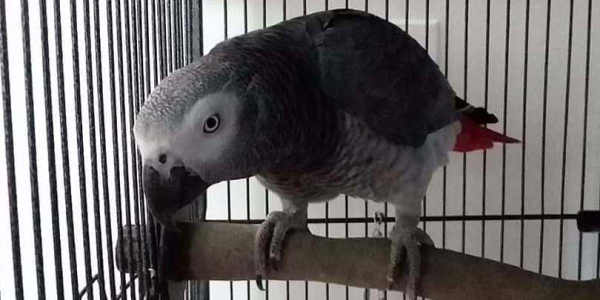 9 . What Your Parents Teach You About African Grey For Sale $200